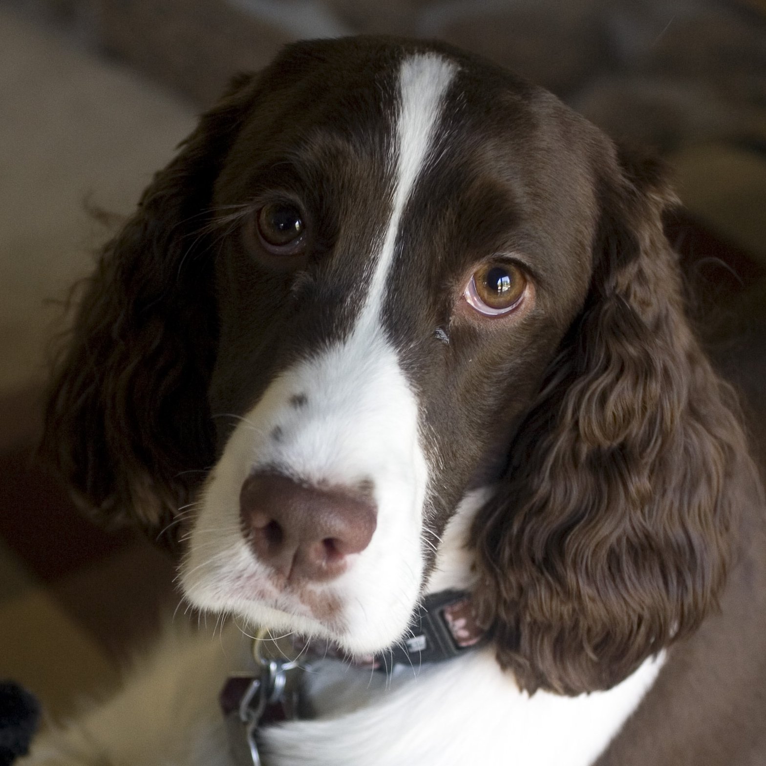 a dog with white and brown markings looking up