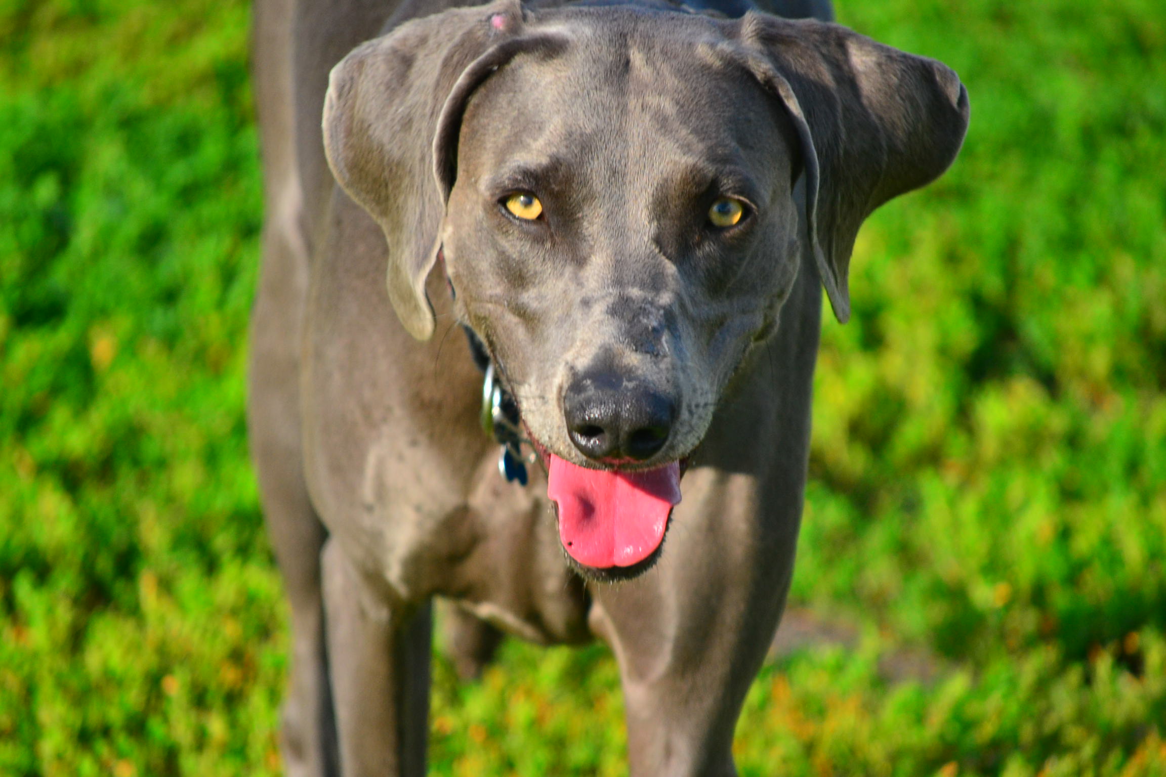 a gray dog with its tongue out walking through the grass