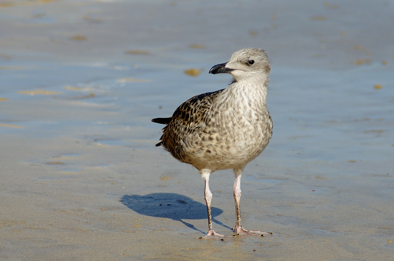 a small bird on the shore of a beach