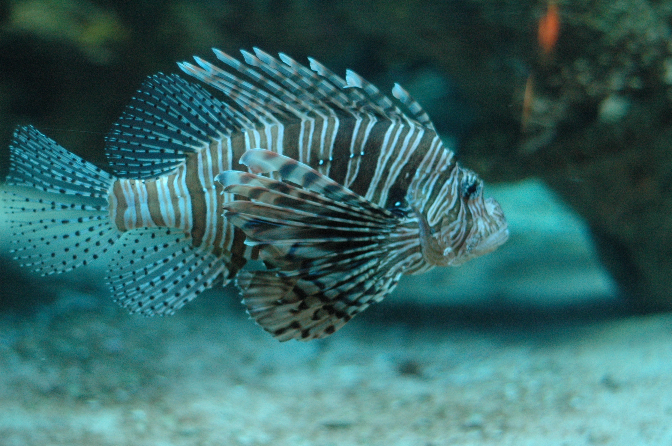 a close up of an aquarium fish in the ocean