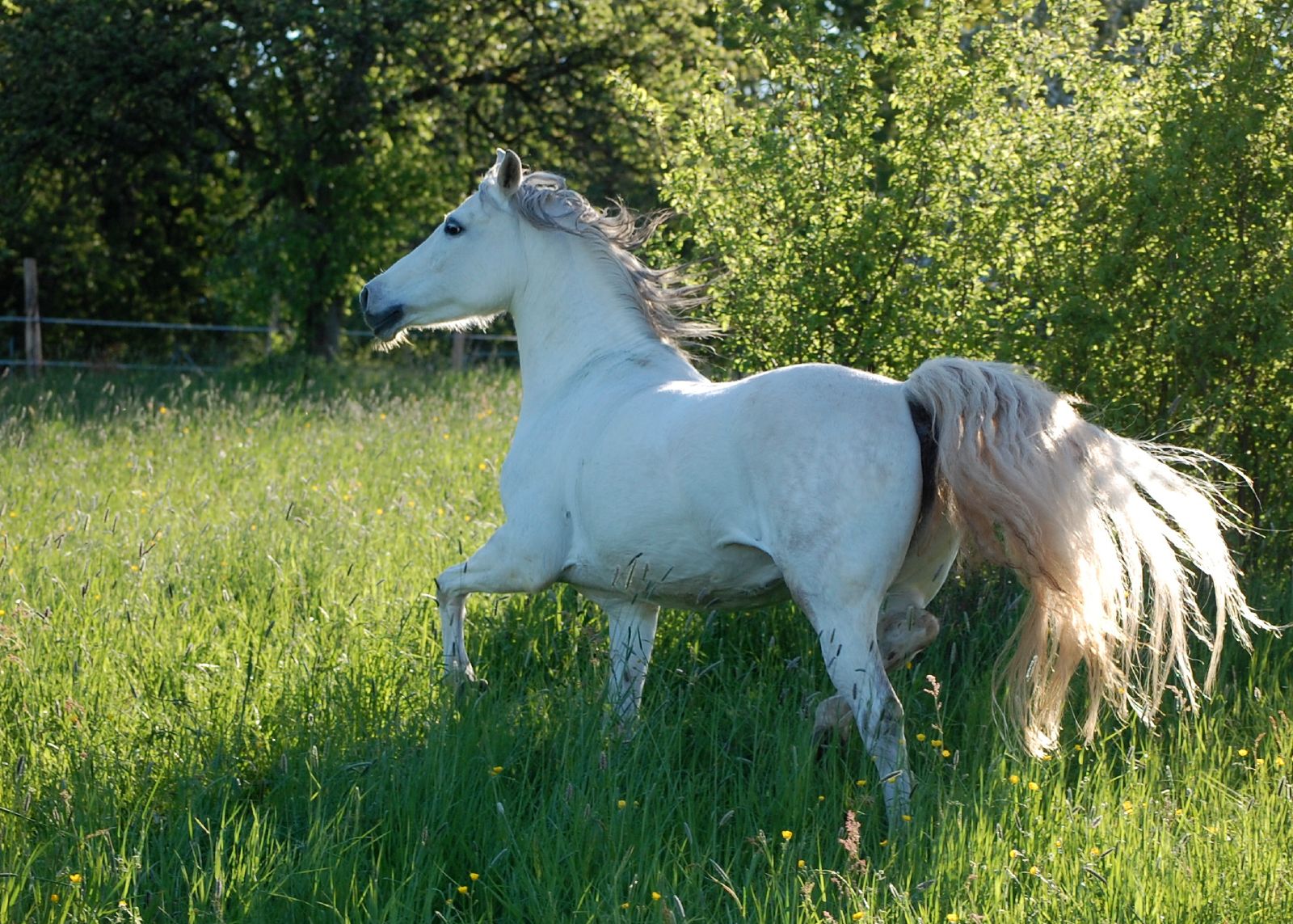 an adult white horse standing on a lush green field