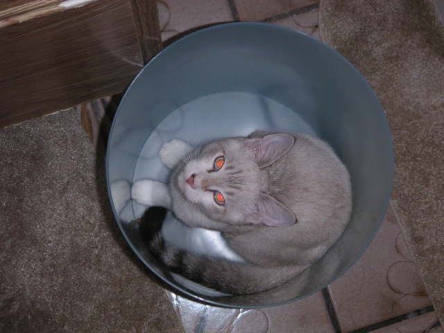 a cat laying down in a bowl on the floor