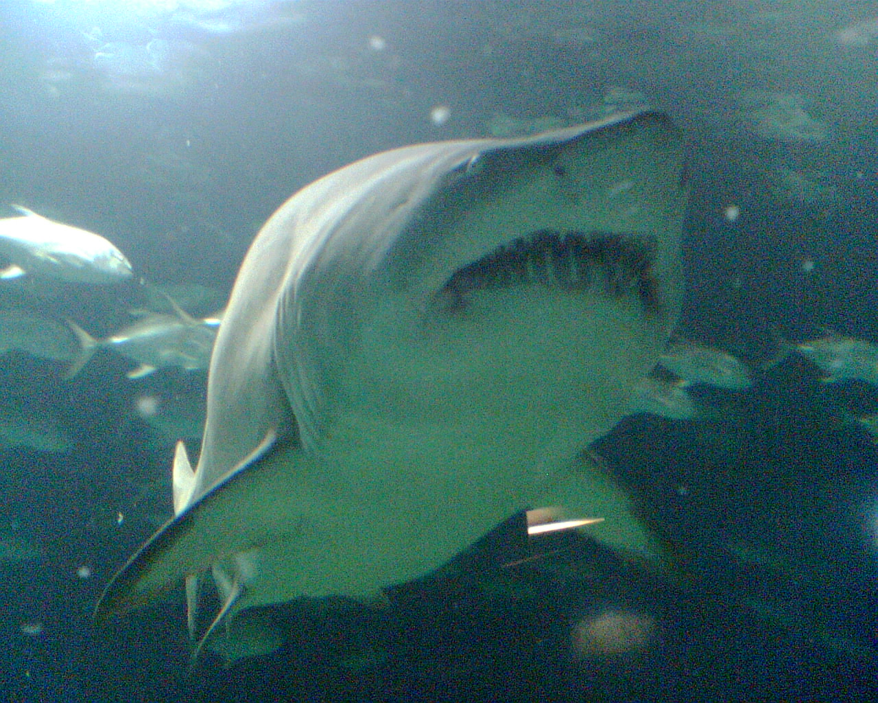 a very large shark swimming under some water