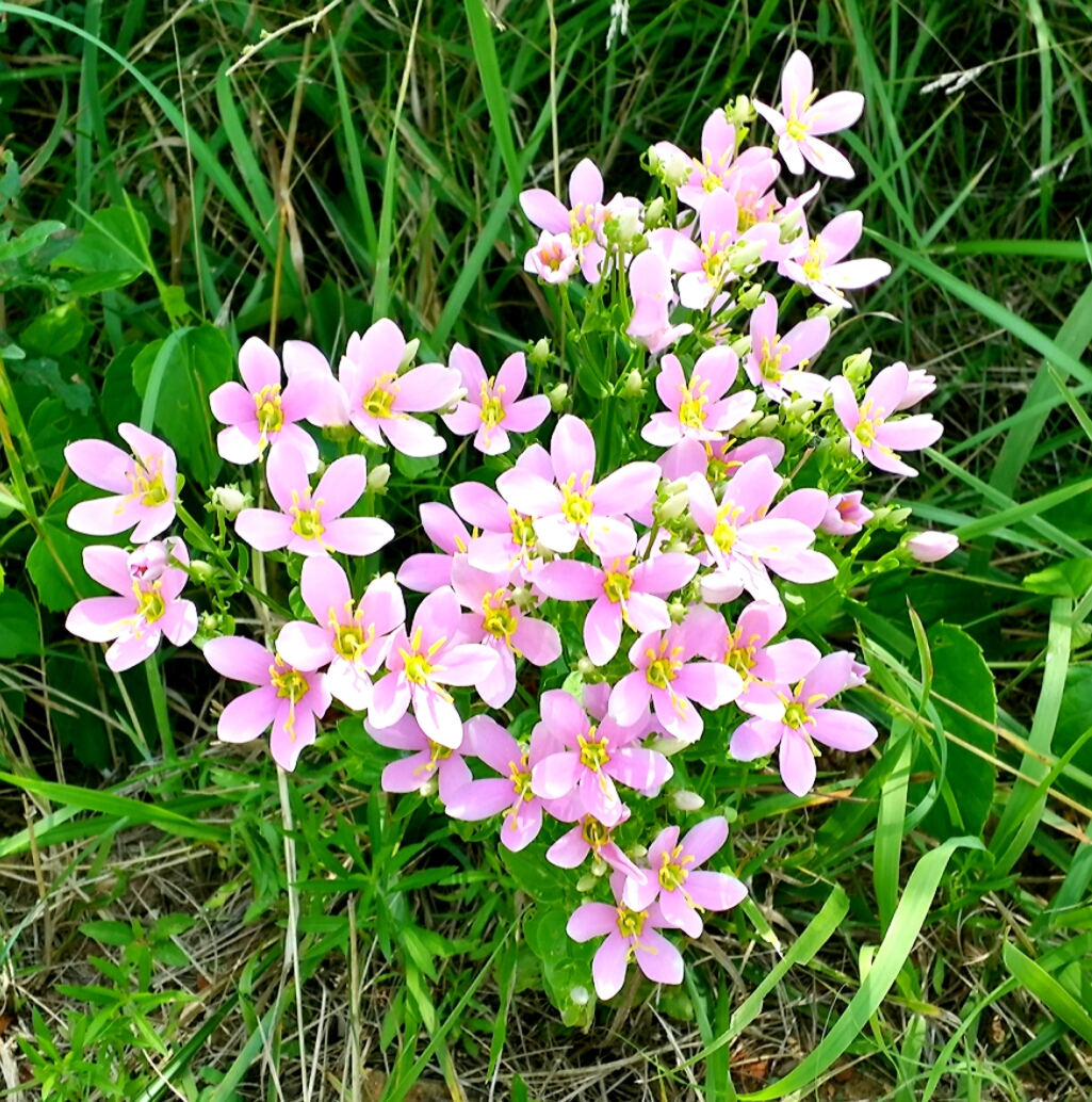 pink flowers in grassy area with one flower bud still on the bloom