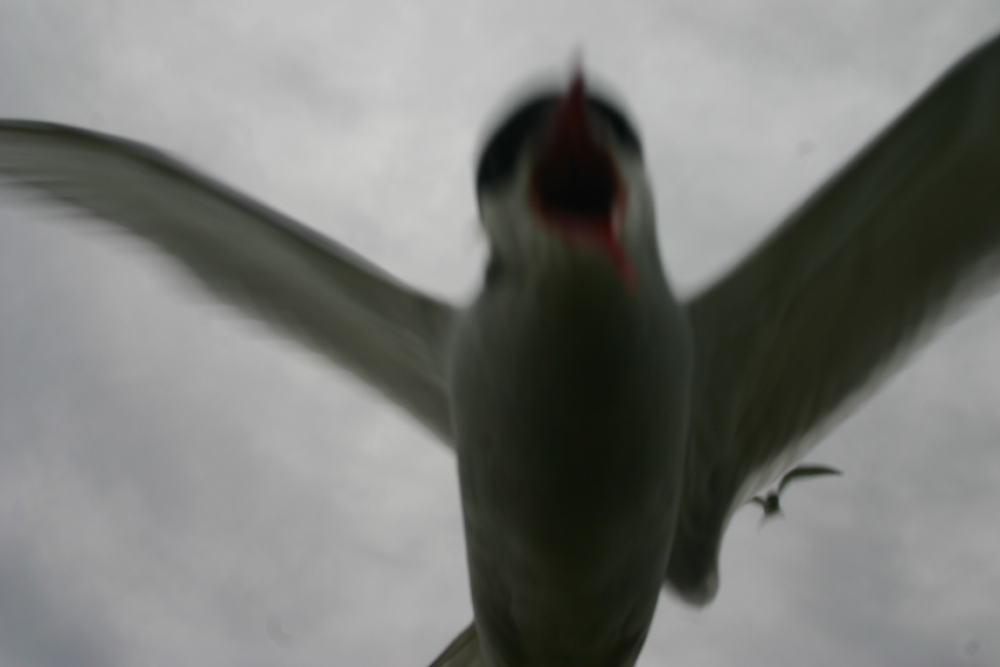 a bird with its wings spread out as it approaches the camera