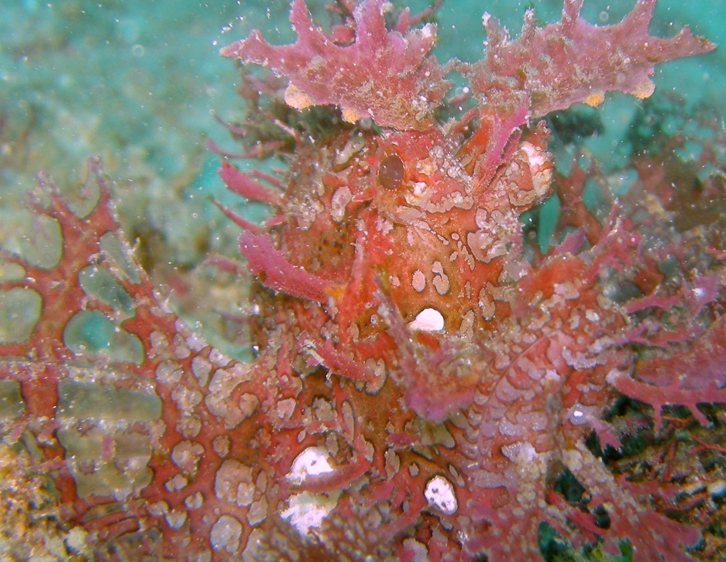 the coral is covered with small and large algae