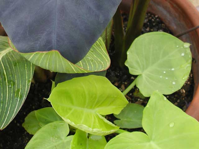 a plant with two large leaves is sitting in the ground