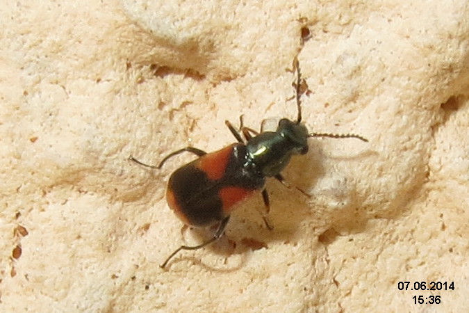 a small insect on a rock closeup