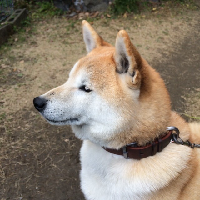 a shiba is sitting on the ground and looking away