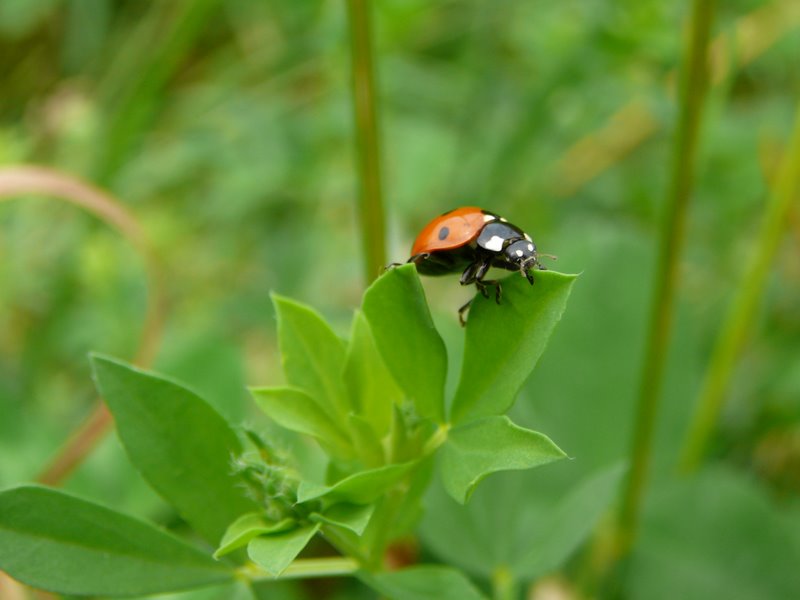 a beetle sitting on top of green leaves