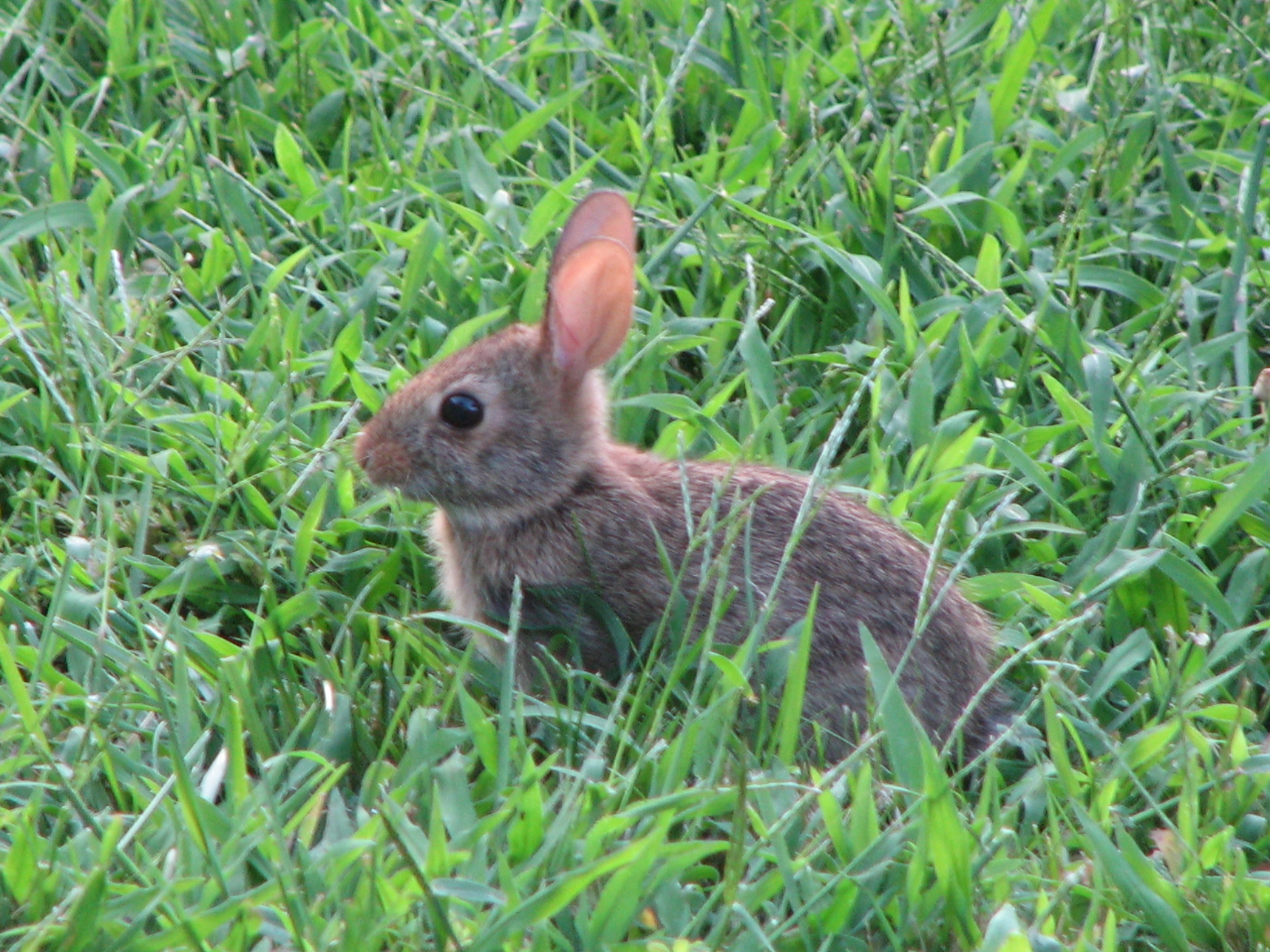 a rabbit in the grass is staring directly at soing