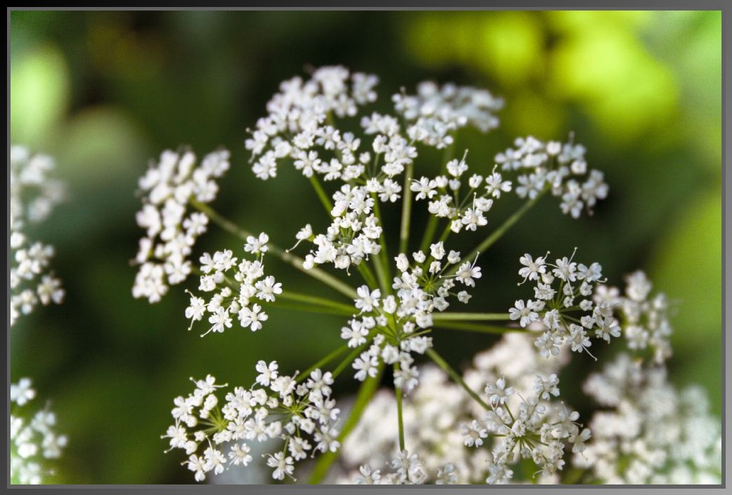 a close - up po of white flowers on the end of a stem