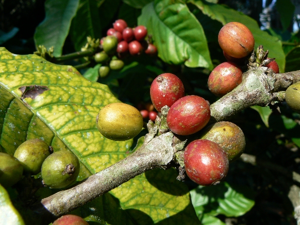 ripe fruits growing on the nches of a tree