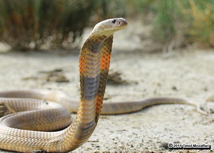 a small brown snake on the ground
