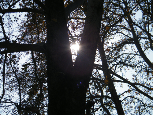 the sun peeks through leaves on this tree