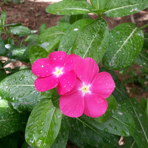 bright pink flowers with green leaves in the background