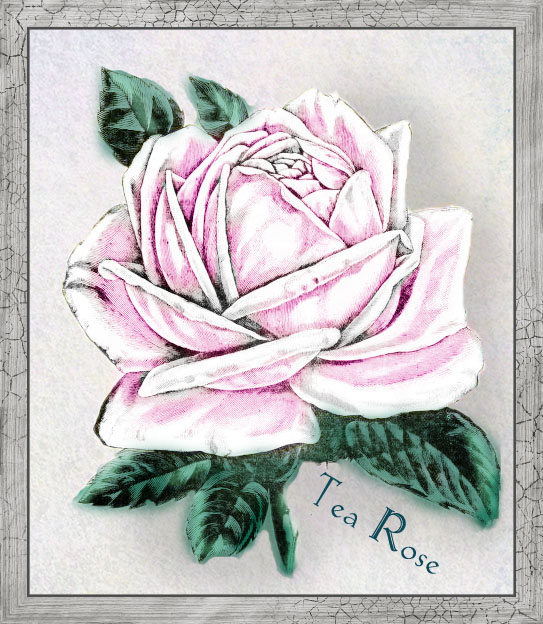 a colored rose is on a white card