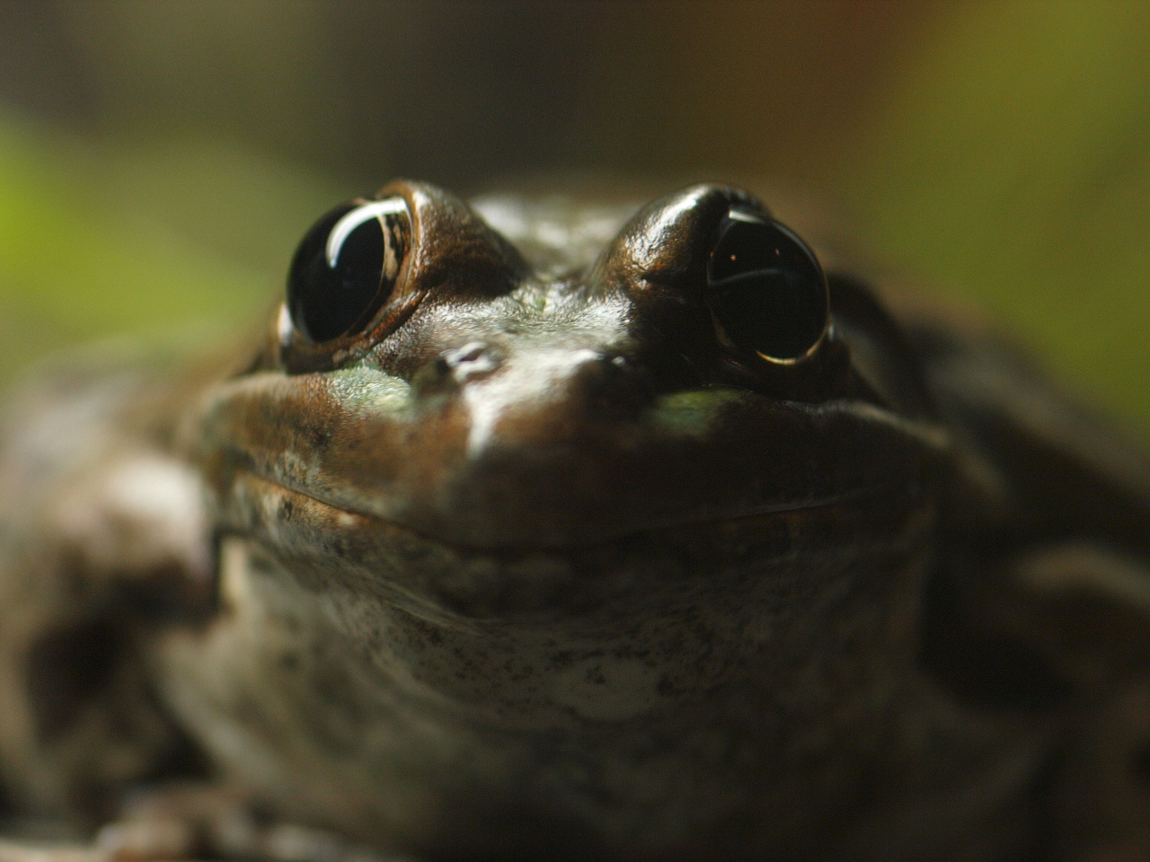 a close up of a frog with eyes looking at soing