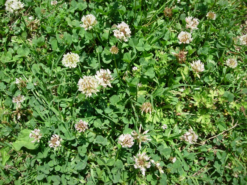 a group of white and beige flowers in some grass