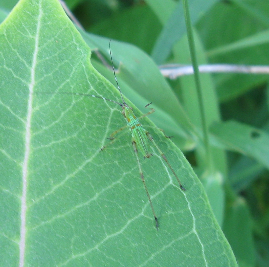 a big bug that is perched on some leaf