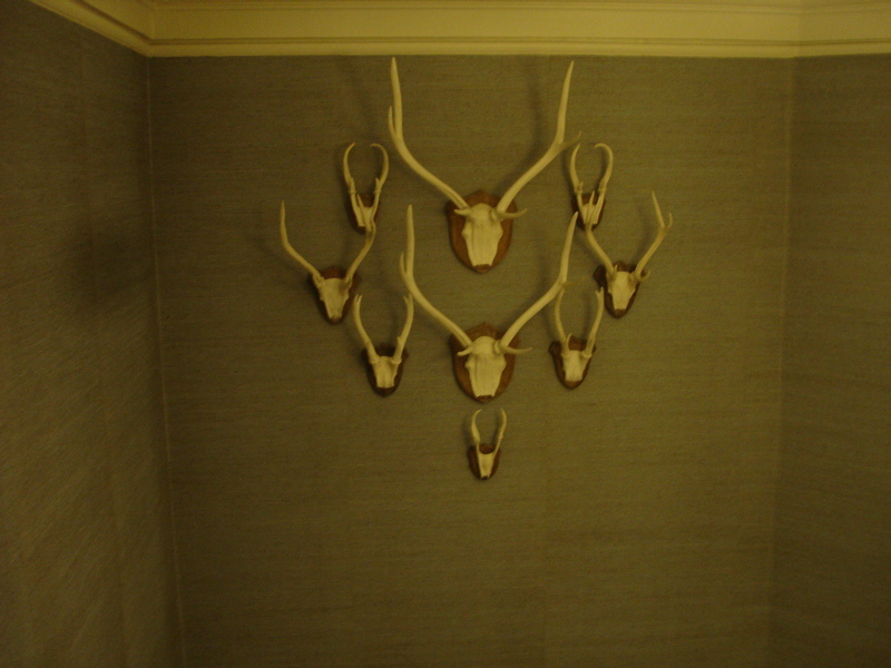 many white antlers mounted to the wall in the corner