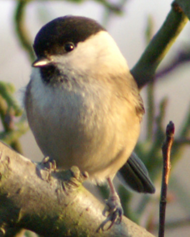 a bird sitting on a tree nch by some twigs