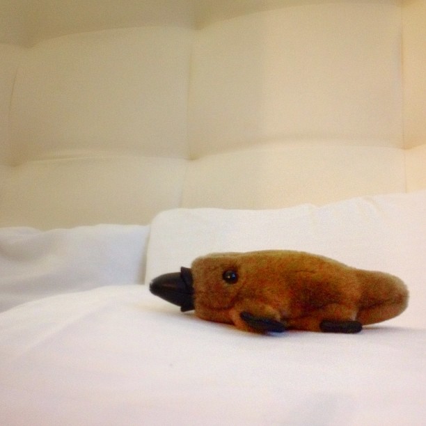 small brown stuffed animal laying on top of white bed sheets