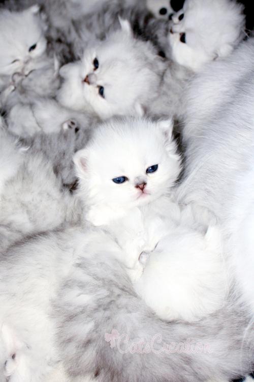 a group of kittens sitting together on a pile