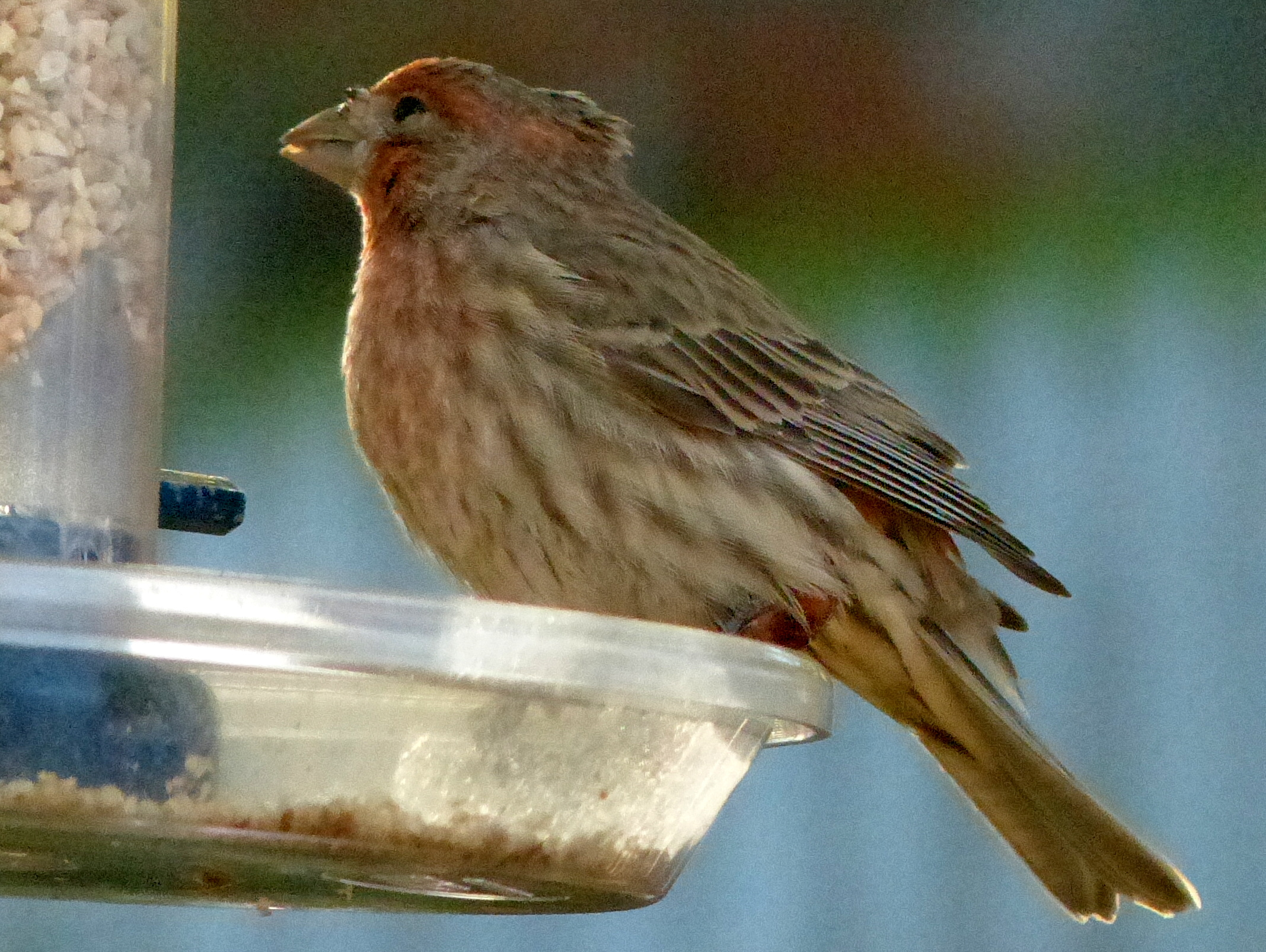 a bird is sitting on a feeder, its mouth open