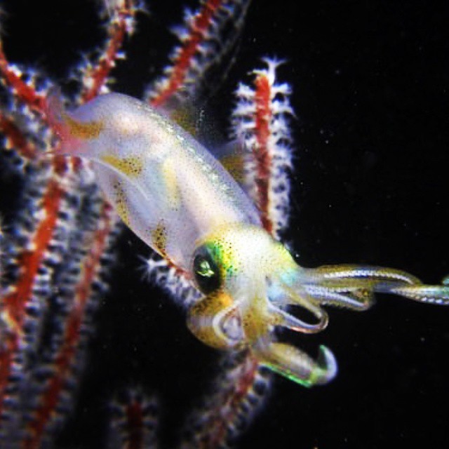 a tiny white squid crawling under an ocean coral