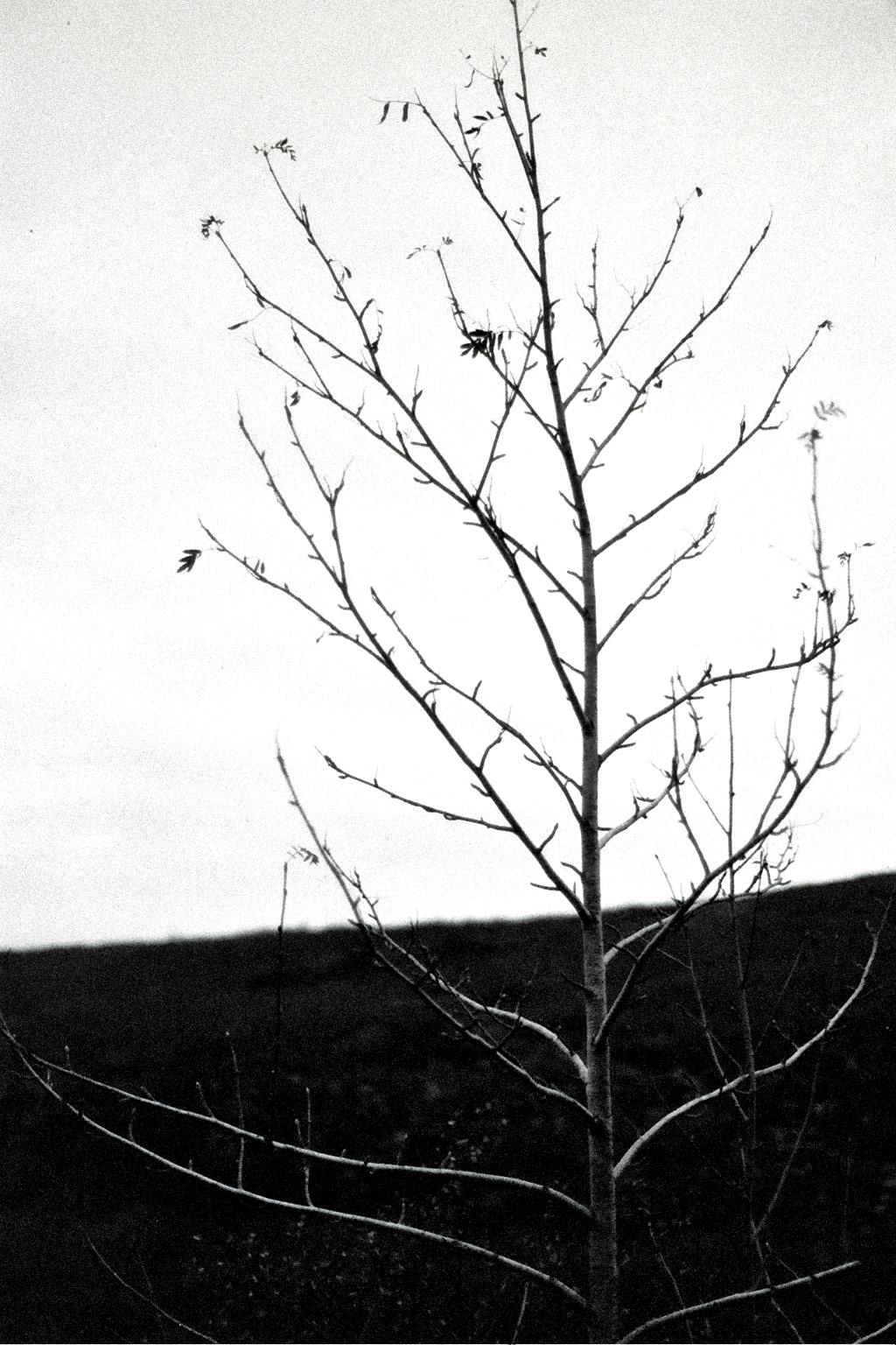 black and white pograph of tree and bird in foreground