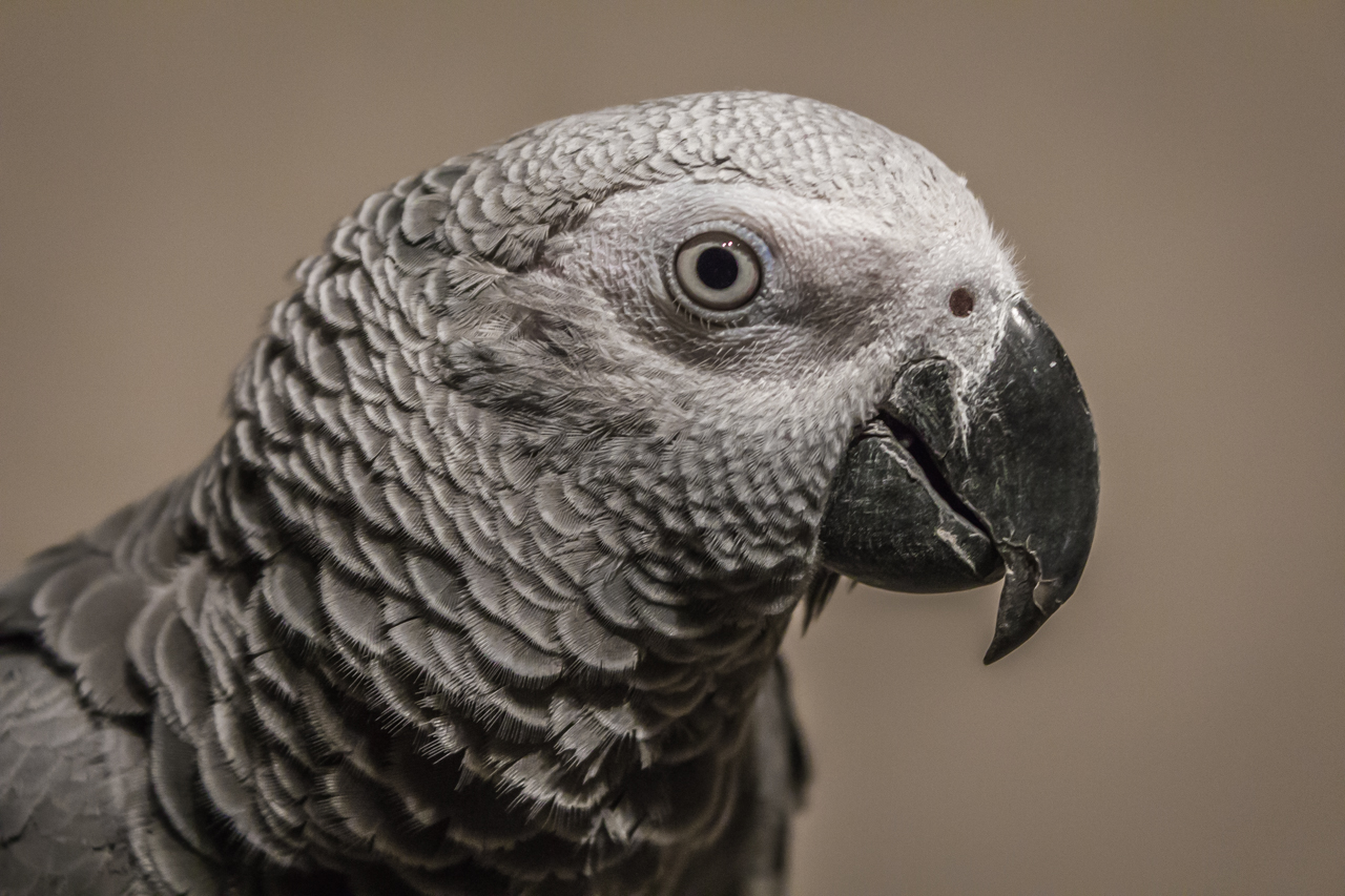 a bird is looking straight ahead with a sad look