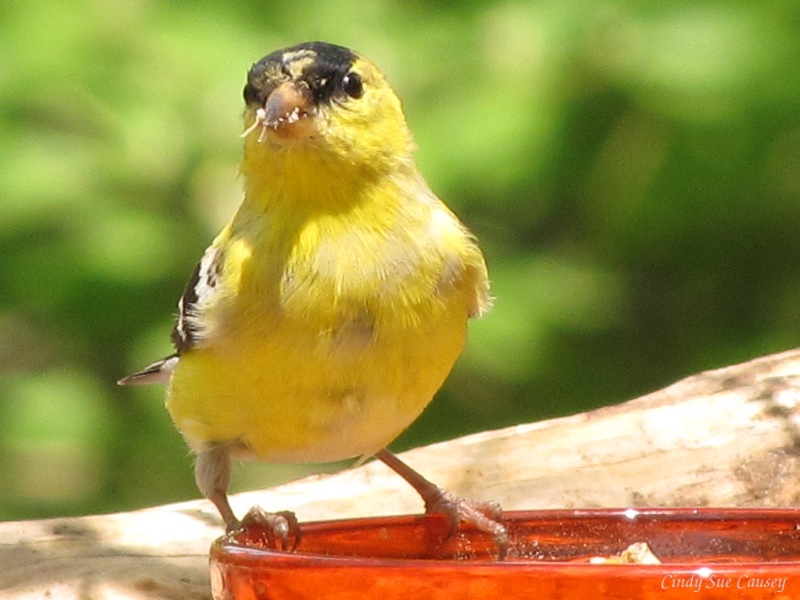 a small yellow bird is sitting on the table