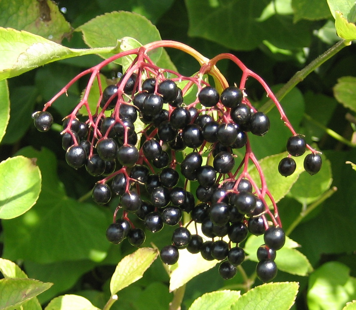 some black berries are growing on the leaves