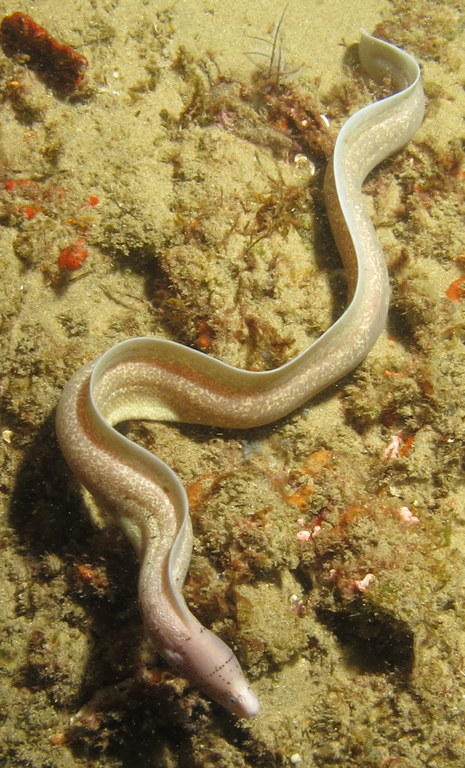a sea snake in shallow water on the sand