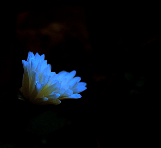 a blue flower that is on a black table