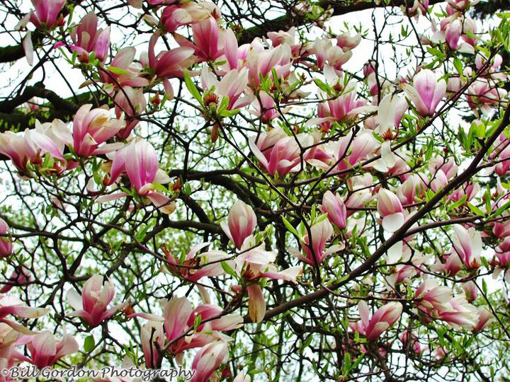 several pink flowers in the nches of a tree
