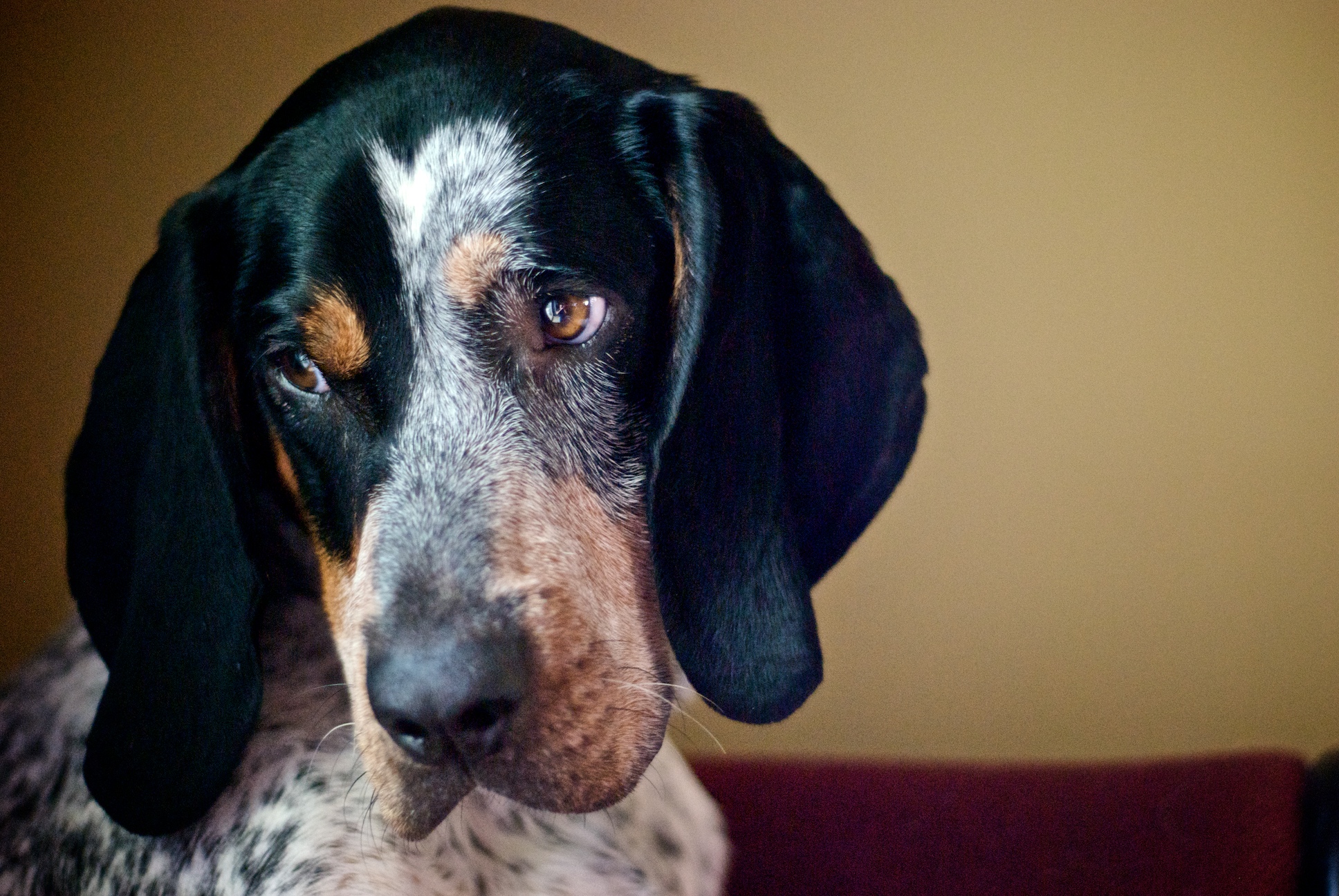 a dog sitting on a couch with its eyes open