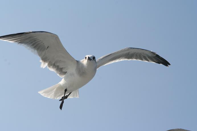 two seagulls fly high in the clear sky