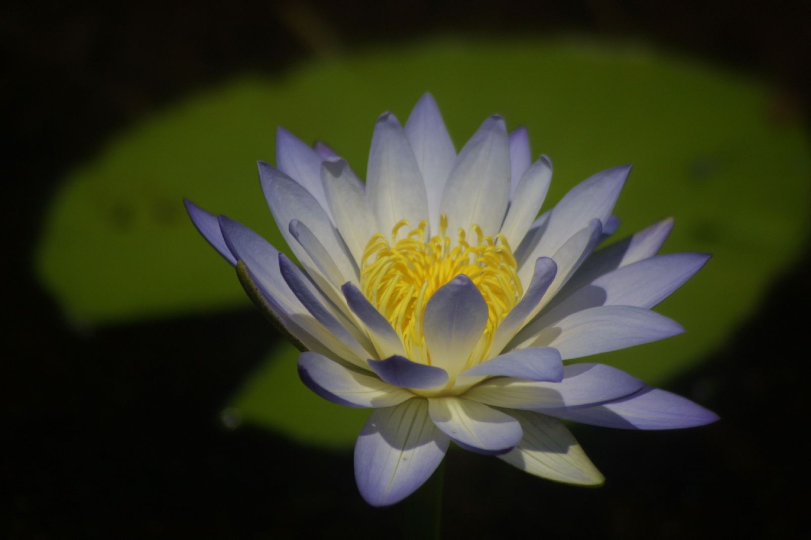 a blue and white flower with large yellow centre