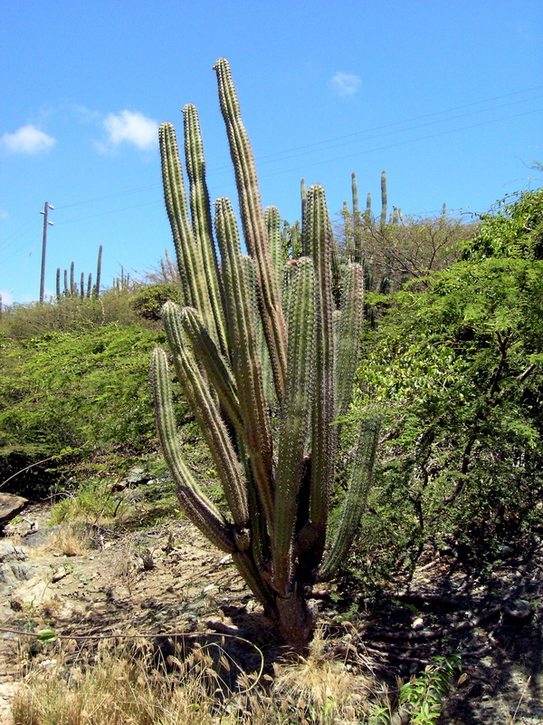 a plant in a rocky field with some trees