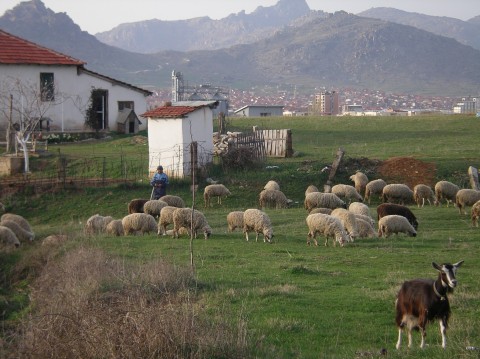 a herd of sheep and goats grazing in the grass