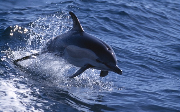 a very cute dolphin jumping up into the air