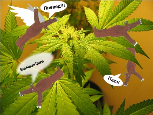 a marijuana plant with labels and text above it