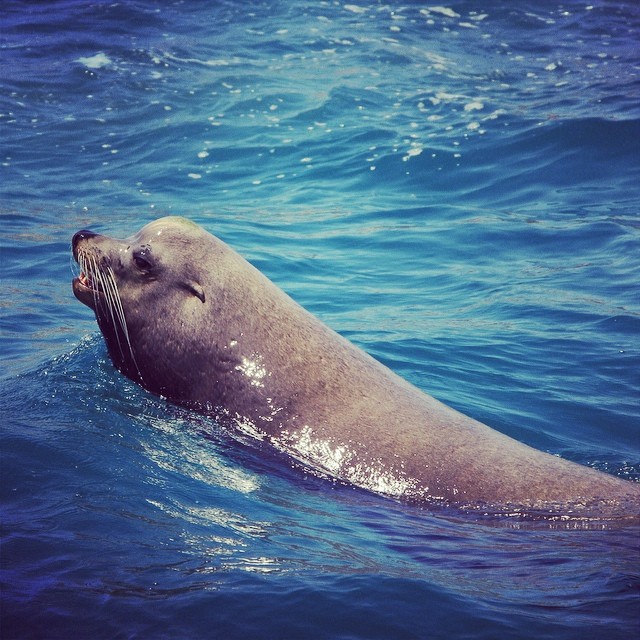 a very cute seal floating in the blue ocean