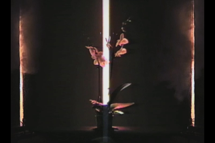 two light poles in a dark room with pink flowers