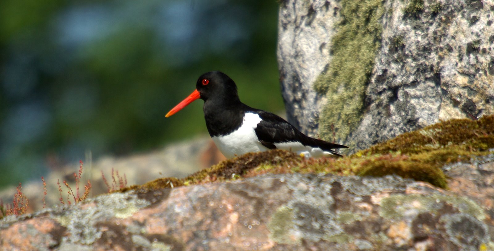 a small black and white bird is perched on some rocks