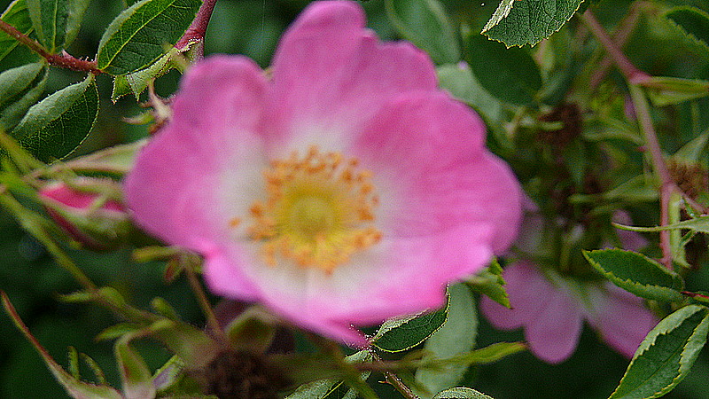 a pink flower sitting on top of a green tree