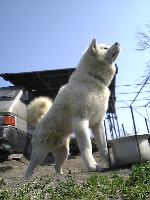 a white dog is standing on dirt near a truck