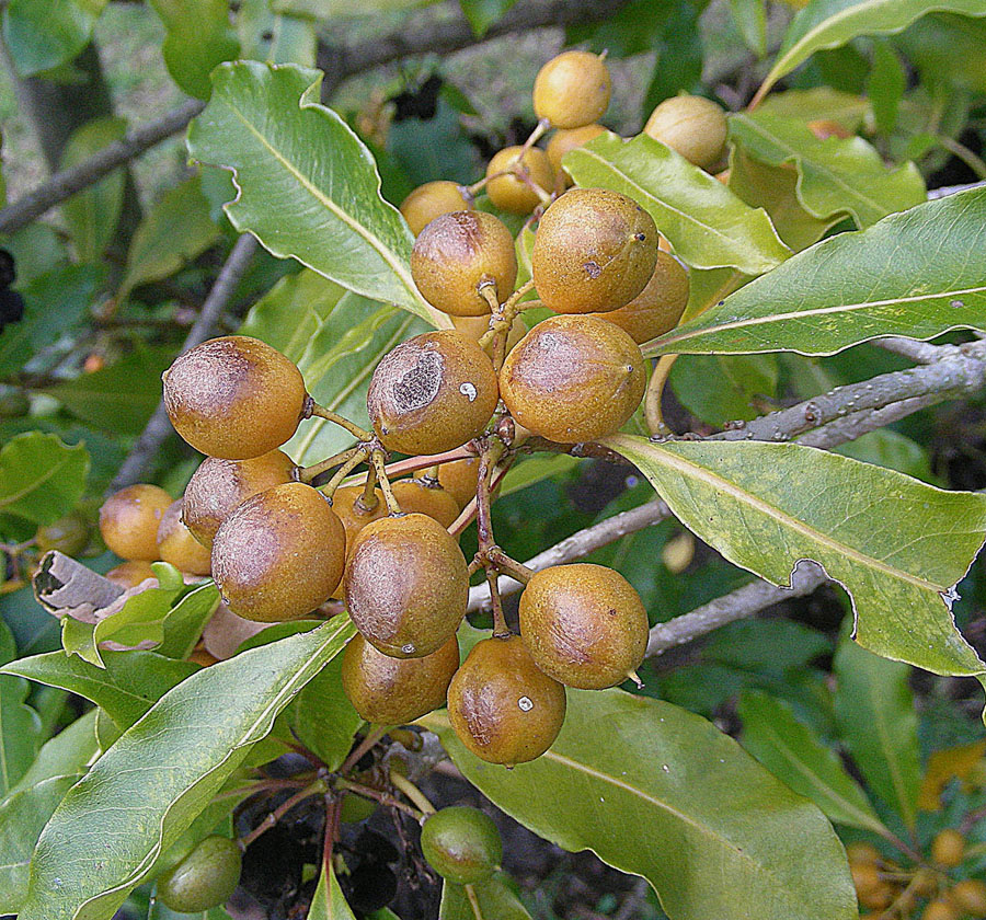 a bush with brown berries, green leaves and dark brown dots